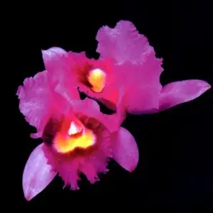 Orchid